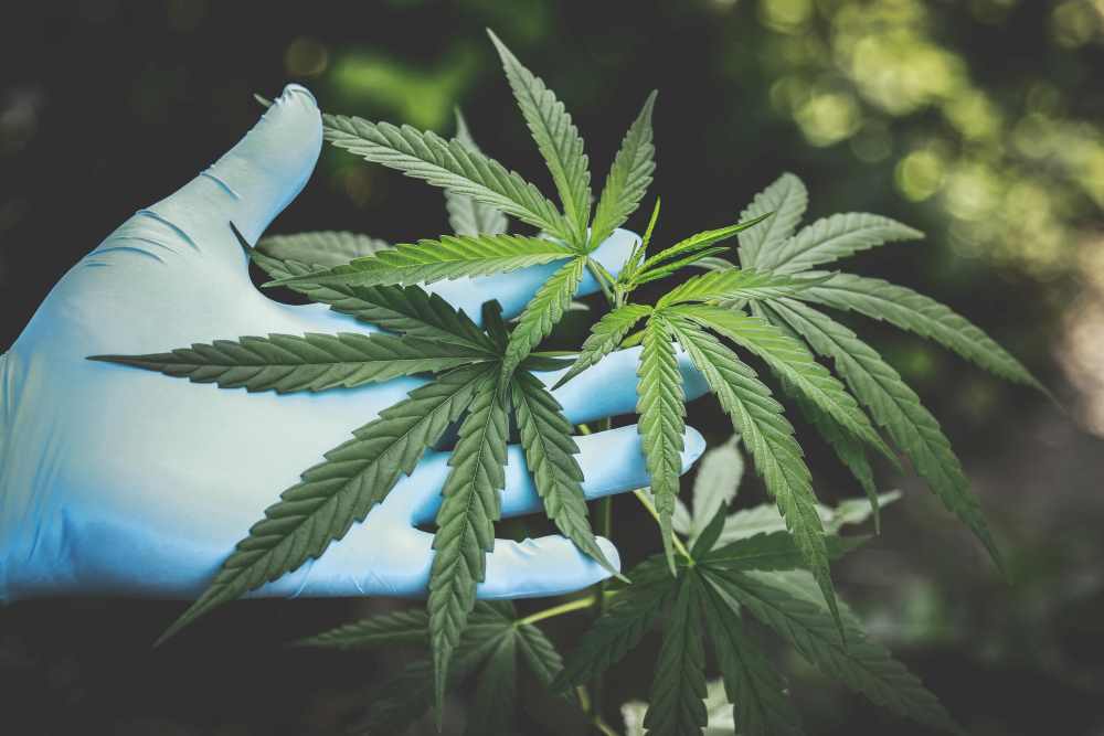 CBD kanabinoid a jeho prospěšné účinky na lidské zdraví 
